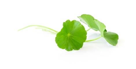 wat is gotu kola?