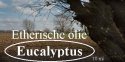 Etherische Olie EUCALYPTUS 10ml